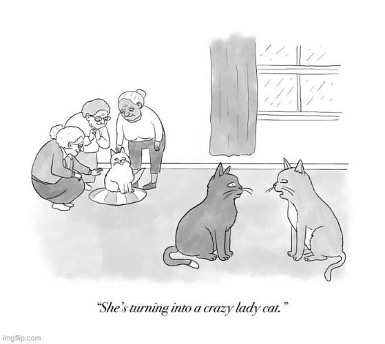 Crazy Lady Cat | image tagged in cats | made w/ Imgflip meme maker