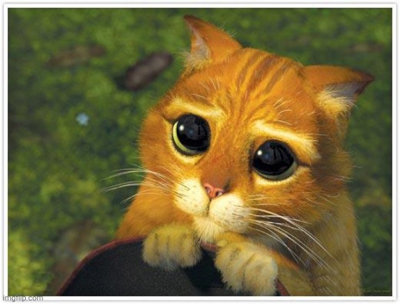 Shrek Cat Meme | image tagged in memes,shrek cat | made w/ Imgflip meme maker