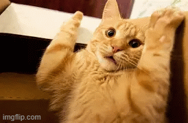 catepilepsy | image tagged in gifs | made w/ Imgflip images-to-gif maker