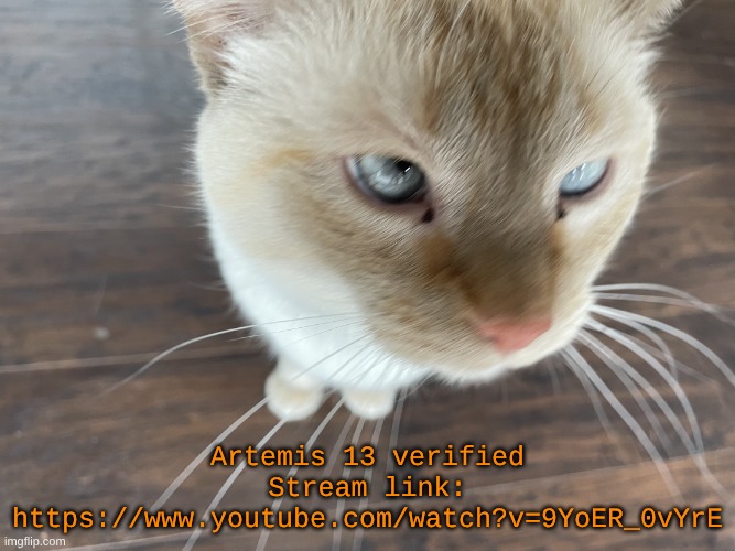 https://www.youtube.com/watch?v=9YoER_0vYrE | Artemis 13 verified
Stream link: https://www.youtube.com/watch?v=9YoER_0vYrE | image tagged in cheze's cat | made w/ Imgflip meme maker