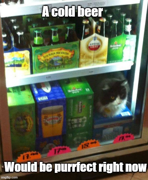 Purrfect Beer | A cold beer; Would be purrfect right now | image tagged in cats,beer,cold | made w/ Imgflip meme maker