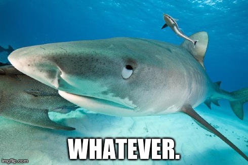 WHATEVER. | image tagged in fedupshark,funny,sharks | made w/ Imgflip meme maker