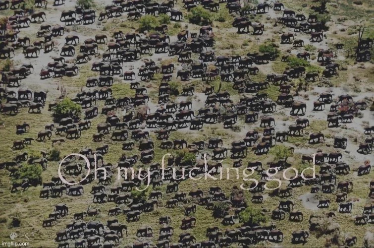 Oh my god there's so many elephants dude | image tagged in oh my god there's so many elephants dude | made w/ Imgflip meme maker
