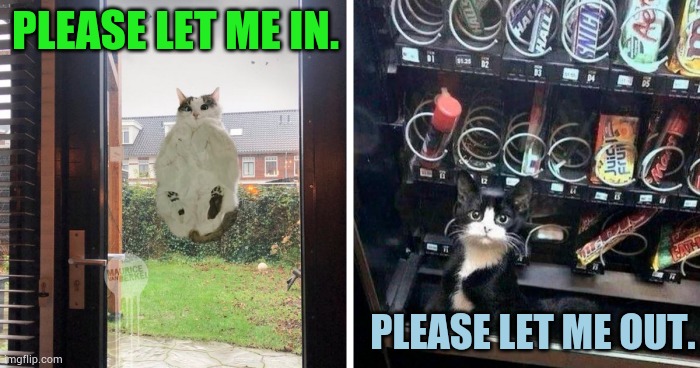 Opposites | Please let me in. Please let me out. | image tagged in memes,cats,please help me,let me in,let me out,opposites | made w/ Imgflip meme maker