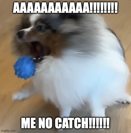 POM | AAAAAAAAAAA!!!!!!!! ME NO CATCH!!!!!! | image tagged in img_0866 jpeg | made w/ Imgflip meme maker