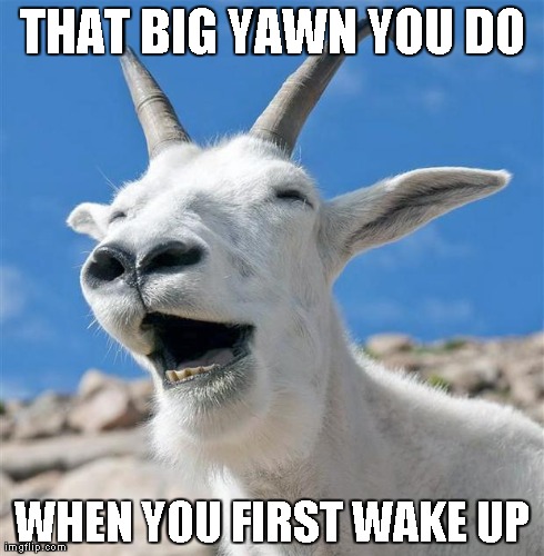 Laughing Goat | THAT BIG YAWN YOU DO WHEN YOU FIRST WAKE UP | image tagged in memes,laughing goat | made w/ Imgflip meme maker