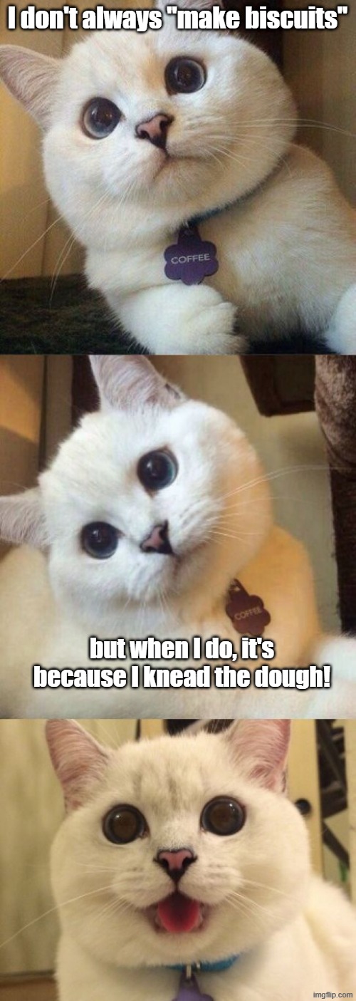 I don't always "make biscuits" but when I do, it's because I knead the dough! | image tagged in bad pun cat,biscuits | made w/ Imgflip meme maker