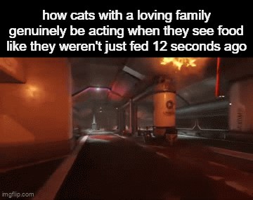 hungry cat meme - Cats Enter Doom Mode for Dinner