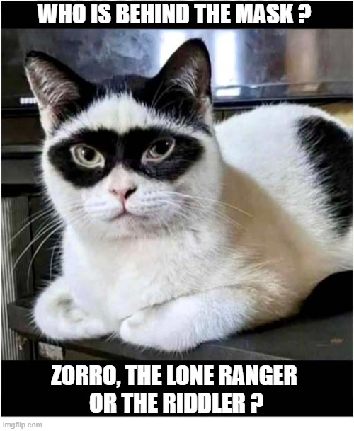 Any Suggestions ? | Who is behind the mask ? Zorro, The Lone Ranger
 or The Riddler ? | image tagged in cats,mask,fur markings | made w/ Imgflip meme maker