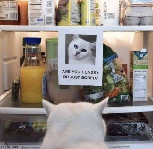 Bored | image tagged in funny cat memes | made w/ Imgflip meme maker