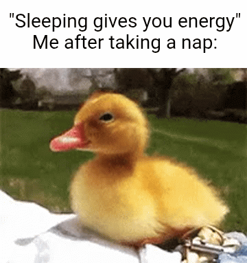 sleepy duck meme - Nap Energy Never Reached This Duck