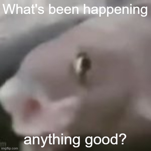 Switching between my computer and sleeping is what I've been doing (I have nothing else to do) | What's been happening; anything good? | image tagged in fih | made w/ Imgflip meme maker