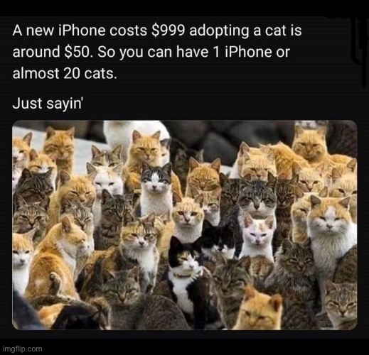 Choices | image tagged in cats,choices,new iphone,multiple cats | made w/ Imgflip meme maker