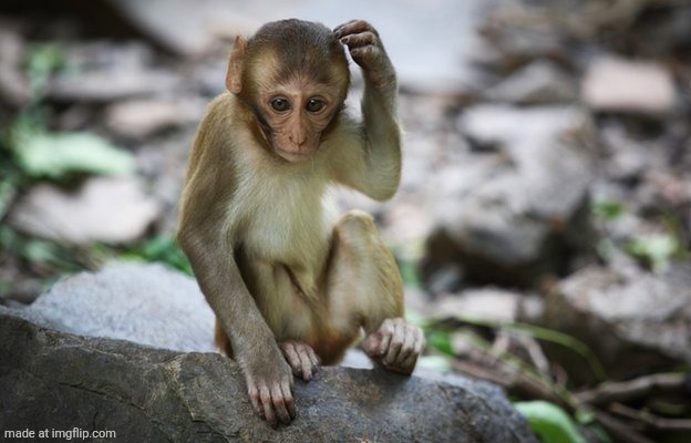 Thinking Monkey | image tagged in thinking monkey | made w/ Imgflip meme maker
