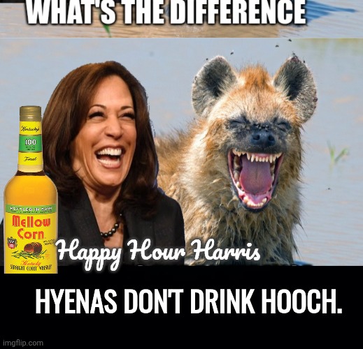 Happy Hour Harris vs Hyena | Happy Hour Harris; Hyenas don't drink hooch. | image tagged in 95a3qe jpg,black background,happy hour harris,hyena | made w/ Imgflip meme maker