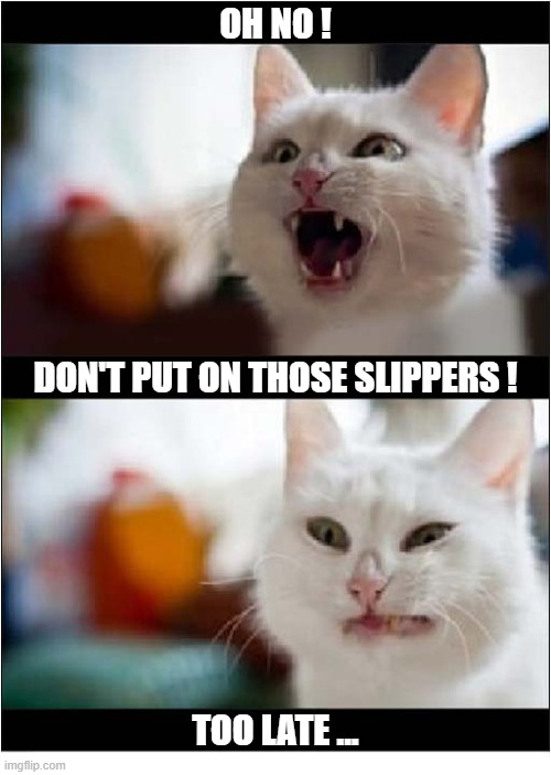I Wonder What Happened Earlier ? | oh no ! Don't put on those slippers ! too late ... | image tagged in cats,slippers,warning,too late | made w/ Imgflip meme maker