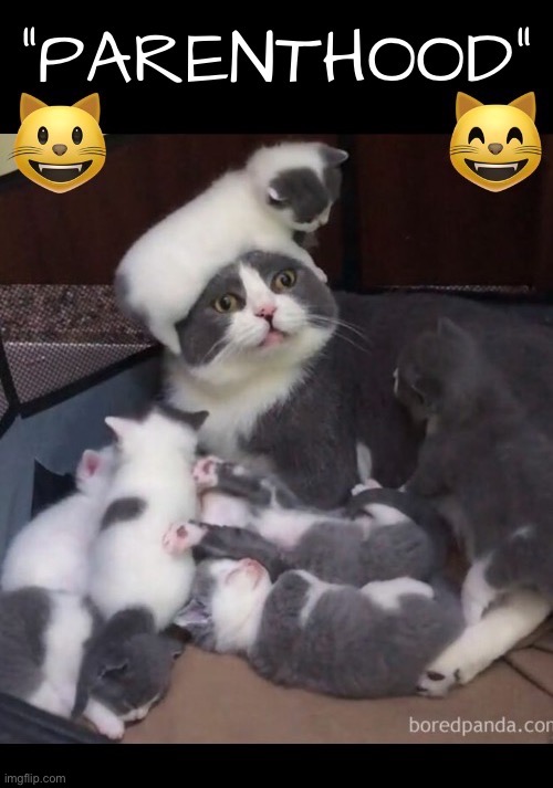 Mom and her kids | image tagged in cats,mother,kittens,parenthood,litter,overwhelmed | made w/ Imgflip meme maker