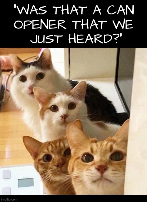 Good ears! | “Was that a can 
opener that we 
just heard?” | image tagged in cats,four,can opener,good ears,hungry,anticipation | made w/ Imgflip meme maker
