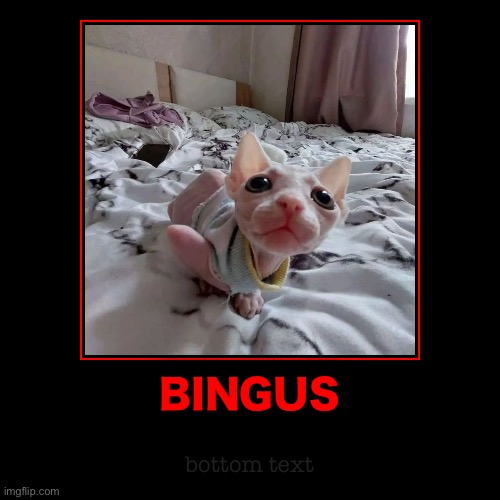bingus | BINGUS | bottom text | image tagged in funny,demotivationals | made w/ Imgflip demotivational maker