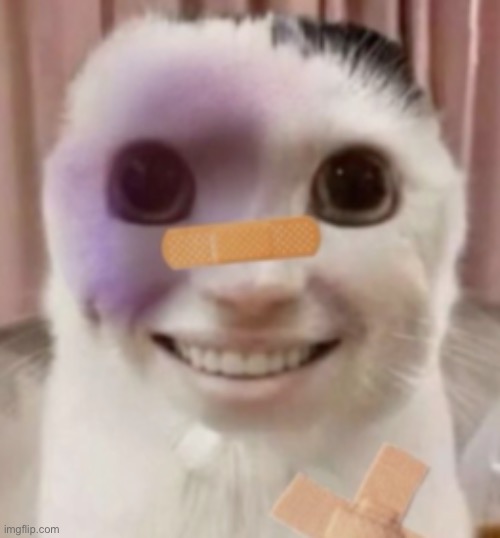 image tagged in trauma cat | made w/ Imgflip meme maker