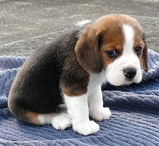 sad puppy | image tagged in sad puppy | made w/ Imgflip meme maker