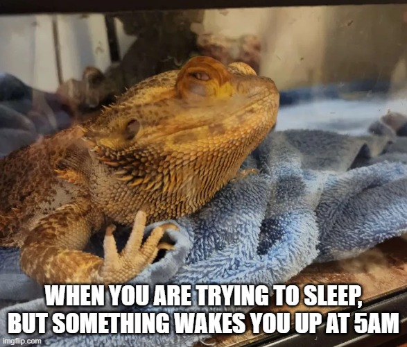 Trying to Sleep | When you are trying to sleep, but something wakes you up at 5am | image tagged in sleepy lizard | made w/ Imgflip meme maker