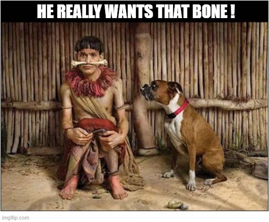 This Cannot End Well ! | He really wants that bone ! | image tagged in dog,boxer,bone | made w/ Imgflip meme maker