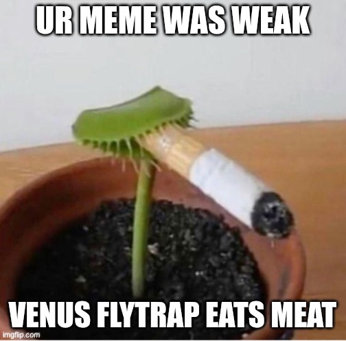 venus fly trap smoking | ur meme was weak venus flytrap eats meat | image tagged in venus fly trap smoking | made w/ Imgflip meme maker
