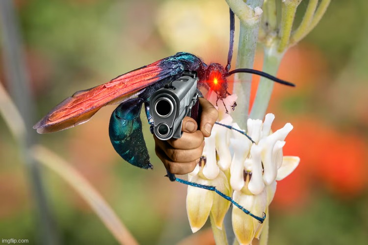 Just a pathetic image of a wasp | image tagged in wasp | made w/ Imgflip meme maker