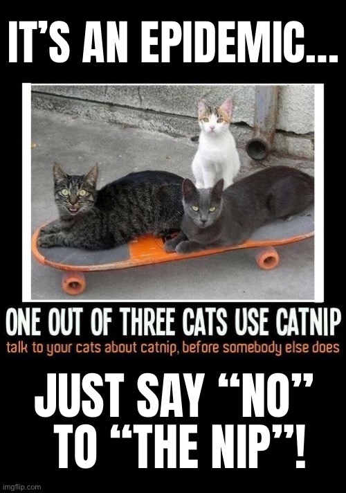 A sad situation | It’s an epidemic… | image tagged in cats,meme,catnip,epidemic,one out of three,say no | made w/ Imgflip meme maker