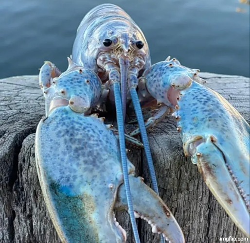 The Blue Lobster | image tagged in the blue lobster | made w/ Imgflip meme maker