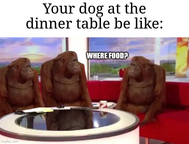Image Title | Your dog at the dinner table be like:; Where food? | image tagged in where monkey,memes,funny,dinner | made w/ Imgflip meme maker