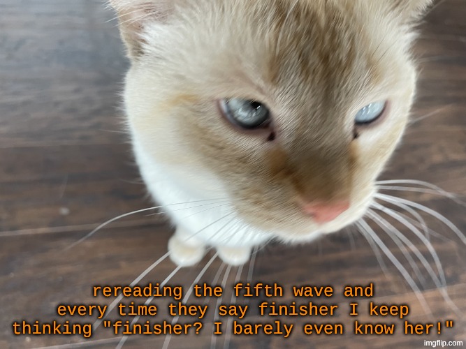 my friends have lwk ruined my humor | rereading the fifth wave and every time they say finisher I keep thinking "finisher? I barely even know her!" | image tagged in cheze's cat | made w/ Imgflip meme maker