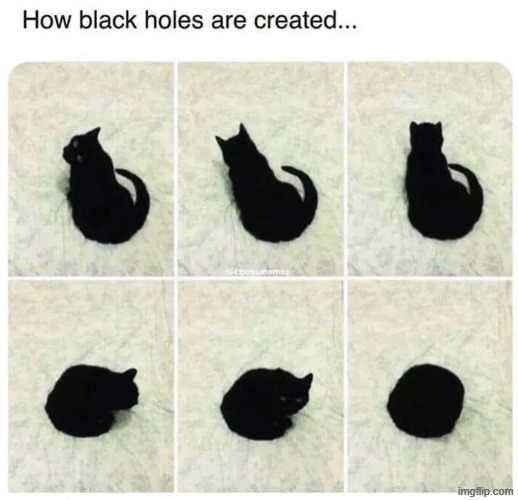 image tagged in cats | made w/ Imgflip meme maker