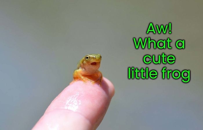Aw! What a cute little frog | made w/ Imgflip meme maker