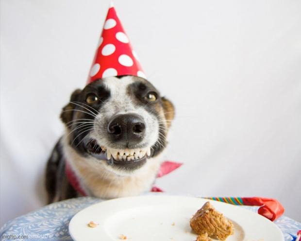 its me birthday | image tagged in birthday dog | made w/ Imgflip meme maker