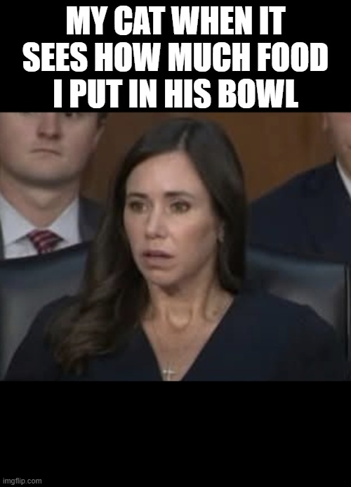 Katie Britt | My cat when it sees how much food I put in his bowl | image tagged in cat | made w/ Imgflip meme maker