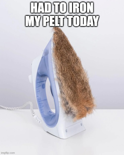 Pelt Ironing | Had to iron my pelt today | image tagged in a random meme | made w/ Imgflip meme maker