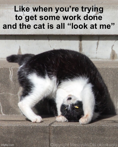 Like when you’re trying to get some work done and the cat is all “look at me” | made w/ Imgflip meme maker