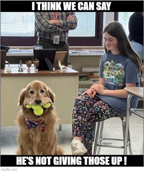 All These Are Mine Now ! | i think we can say; he's not giving those up ! | image tagged in dogs,tennis,balls,mine | made w/ Imgflip meme maker