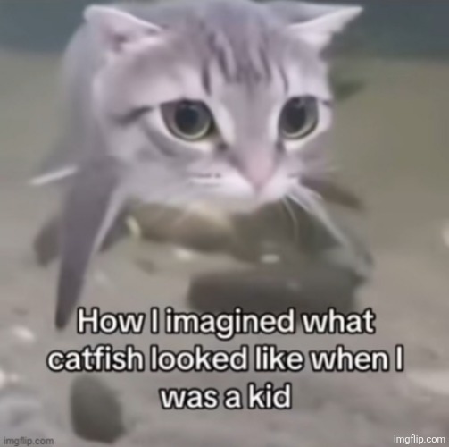 image tagged in cats | made w/ Imgflip meme maker