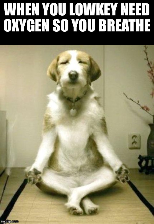 33 days remaining… | when you lowkey need oxygen so you breathe | image tagged in inner peace dog,funny,memes,breathe,hahaha | made w/ Imgflip meme maker