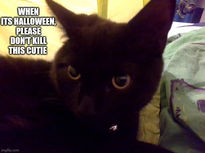 Halloween's over | When its Halloween, please don't kill this cutie | image tagged in halloween's over | made w/ Imgflip meme maker
