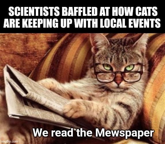 Cat reading news | Scientists baffled at how cats are keeping up with local events; We read the Mewspaper | image tagged in cat reading news | made w/ Imgflip meme maker