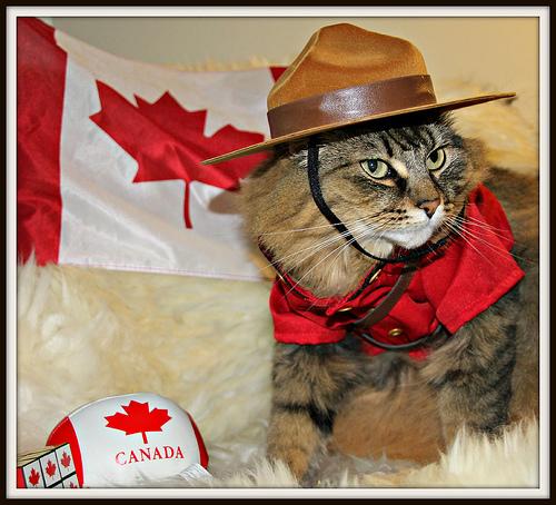 Canada Cat Blank Meme Template