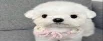 Dog stating | image tagged in dog stating | made w/ Imgflip meme maker