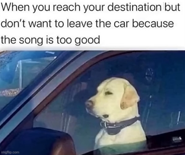 Guess what I'm doing as I'm posting this... | image tagged in music,songs,car,relatable,repost,dogs | made w/ Imgflip meme maker