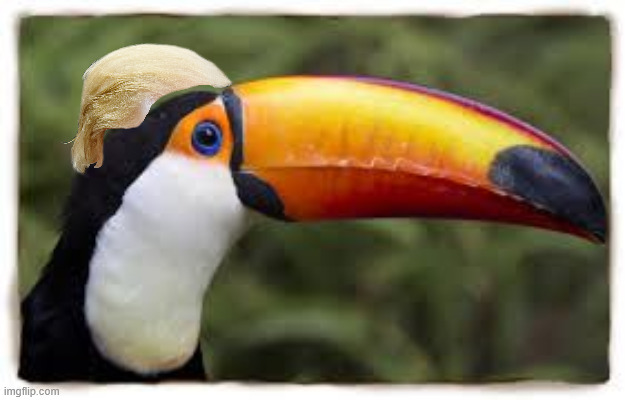 toucan | image tagged in toucan | made w/ Imgflip meme maker