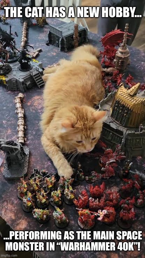 He was born for this role! | The cat has a new hobby…; …performing as the main space
monster in “warhammer 40k”! | image tagged in cats,warhammer 40k,new hobby,space monster,roleplaying,science fiction | made w/ Imgflip meme maker