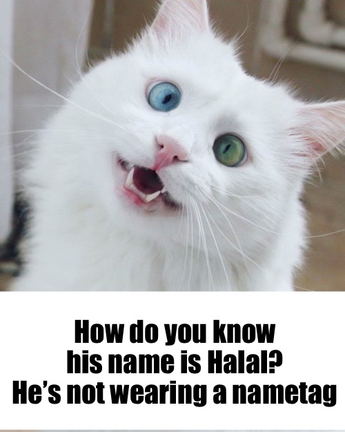 How do you know his name is Halal?
He’s not wearing a nametag | made w/ Imgflip meme maker